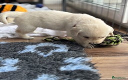 Golden Retriever dogs for sale: KC Registered Golden Retriever Puppies 🐾 - Image 13