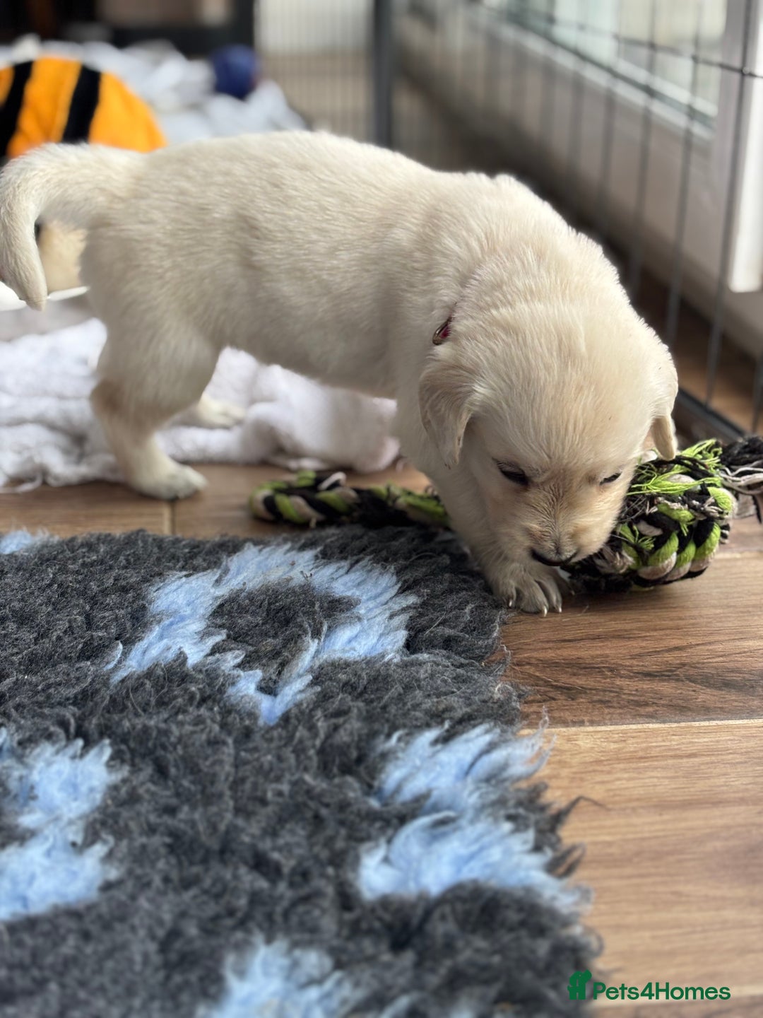 Golden Retriever dogs for sale: KC Registered Golden Retriever Puppies 🐾 - Image 13