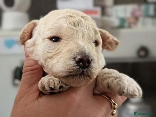 Cavapoo dogs for sale: Stunning Markings F1B Toy Cavapoo puppies  - Advert 6