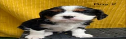 Cavalier King Charles Spaniel dogs for sale: 🐾Cavalier King Charles Spaniels- Dad DNA tested🐾 - Advert 3