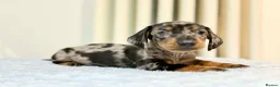 Miniature Dachshund dogs for sale: MINI DACHSHUND PUPPIES  - Advert 11