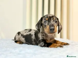 Miniature Dachshund dogs MINI DACHSHUND PUPPIES - Advert 12