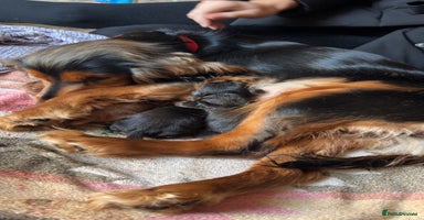 Cocker Spaniel dogs Princess cockers for sale  - Advert 1