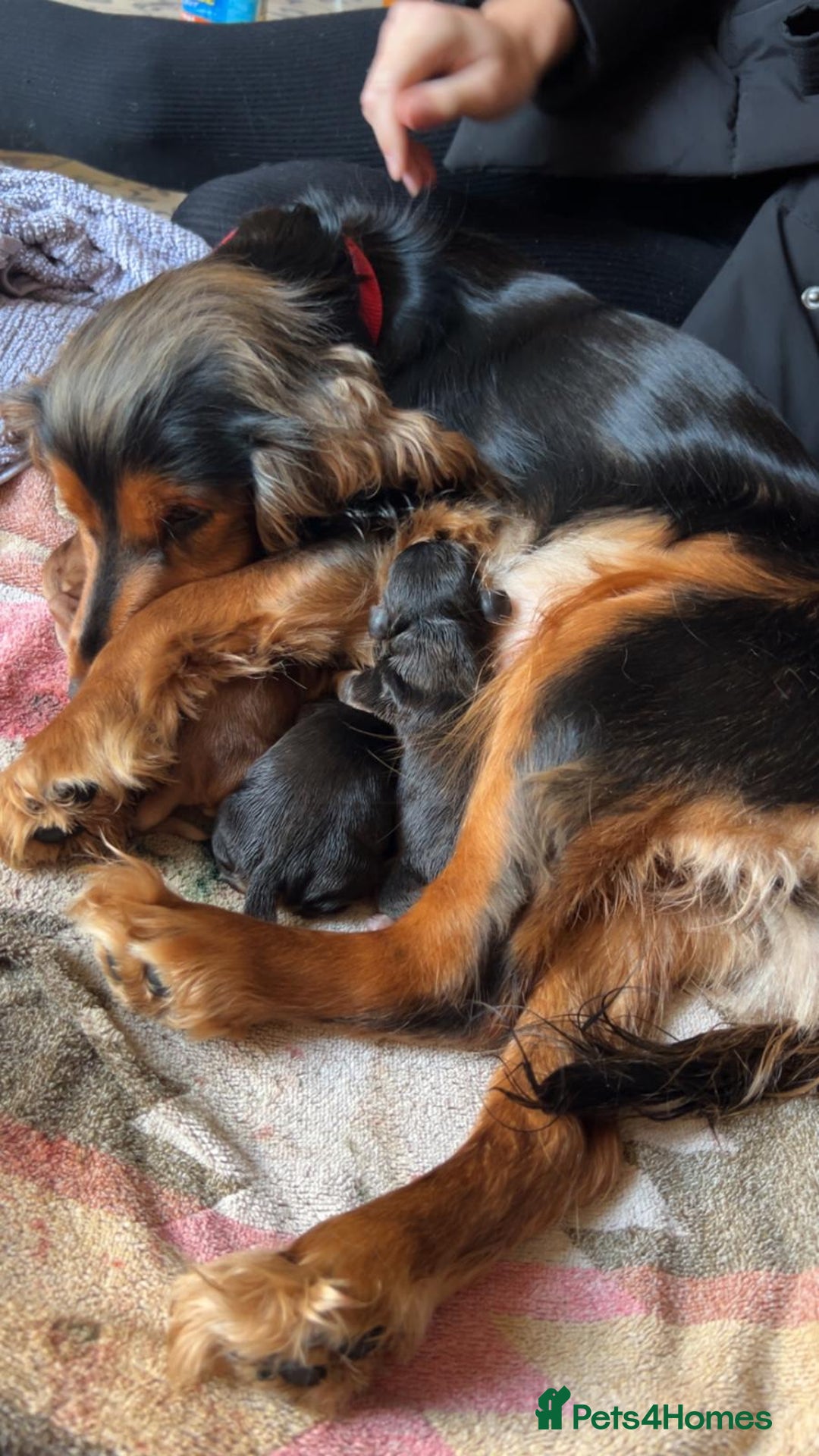 Cocker Spaniel dogs for sale: Princess cockers for sale  - Advert 3