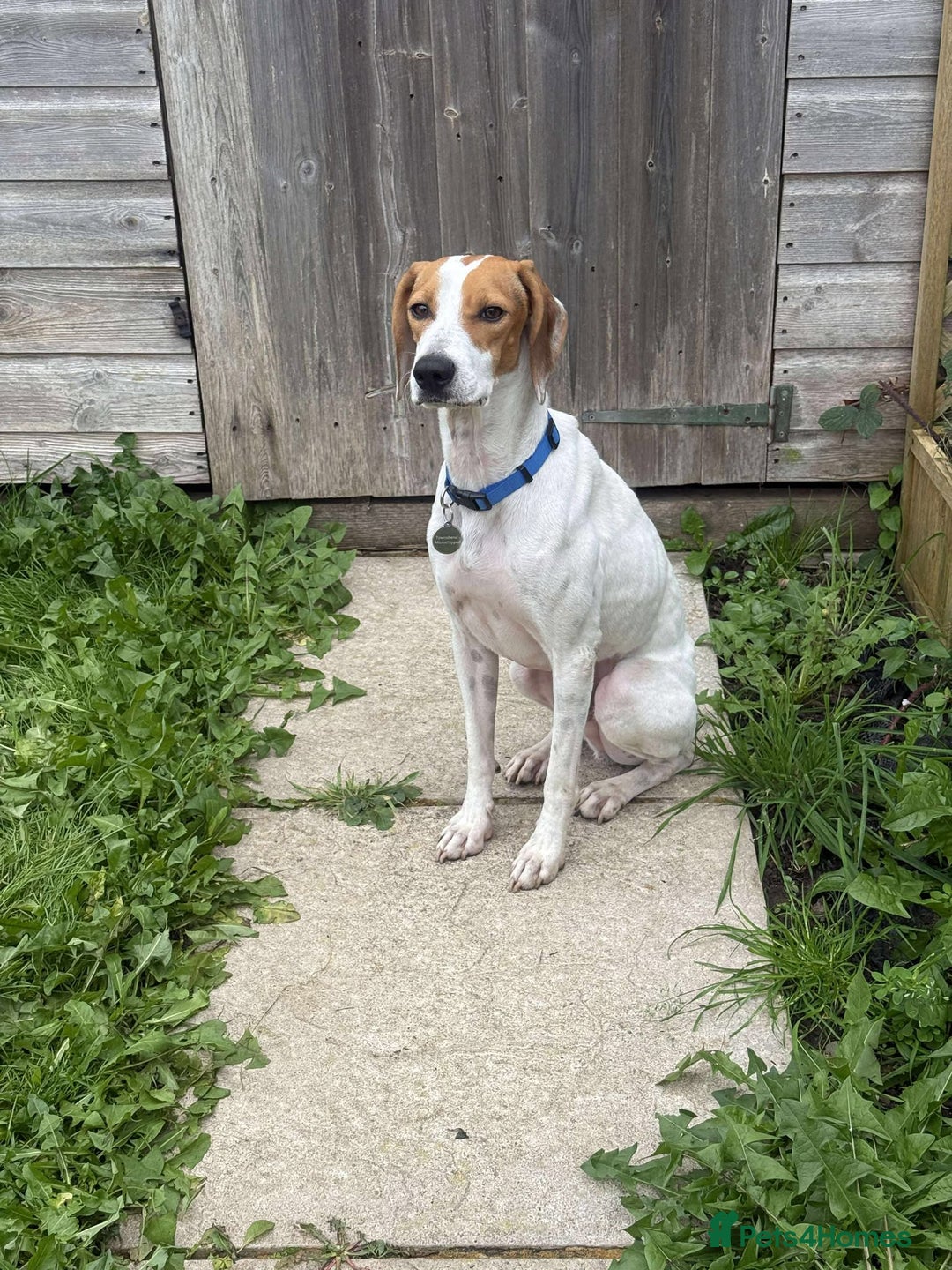 Mixed Breed dogs for adoption: FABIAN - 15 mth old, Male, Pointer type - Image 4