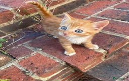 Mixed Breed cats for sale: Four beautiful kittens  - Image 10