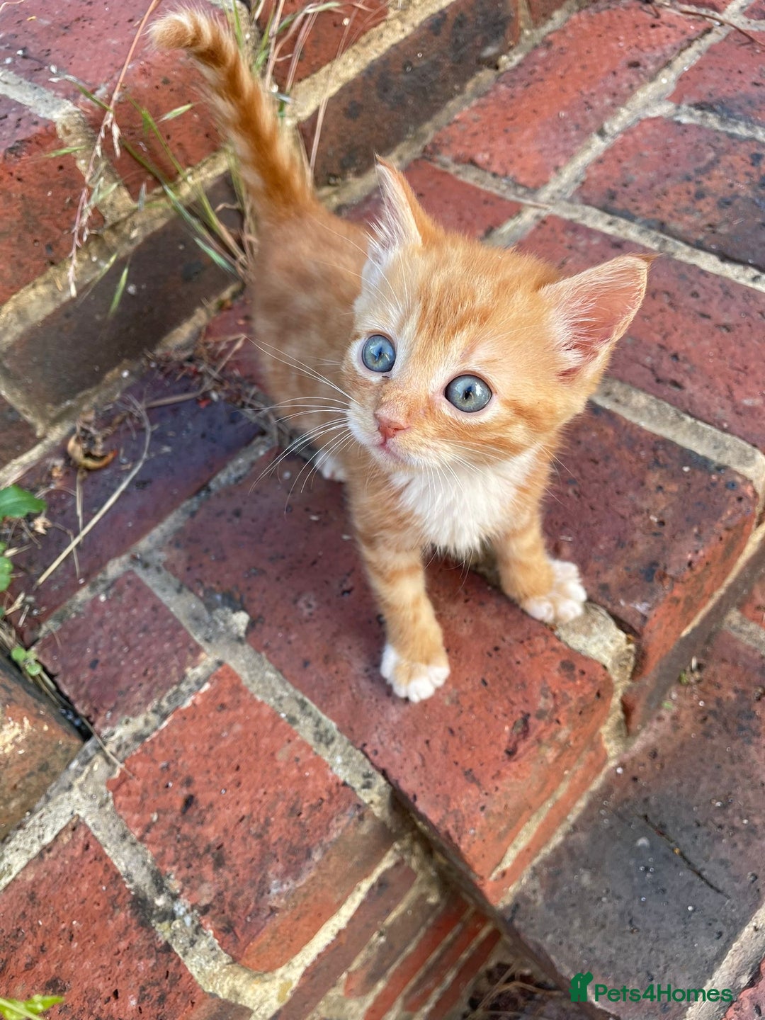 Mixed Breed cats for sale: Four beautiful kittens  - Image 10