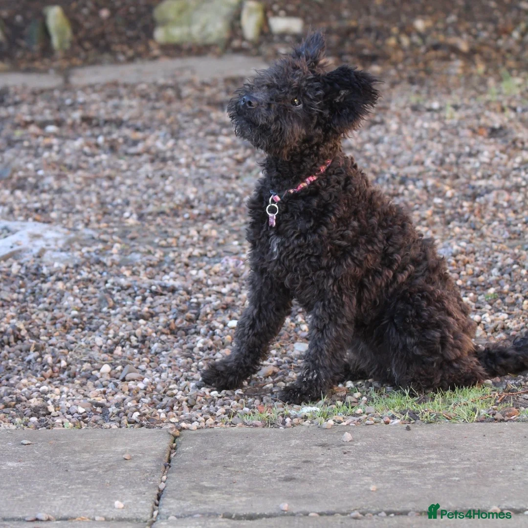 Hungarian Pumi dogs for sale: 3Pumi Looking for Loving home - price for all  - Advert 4