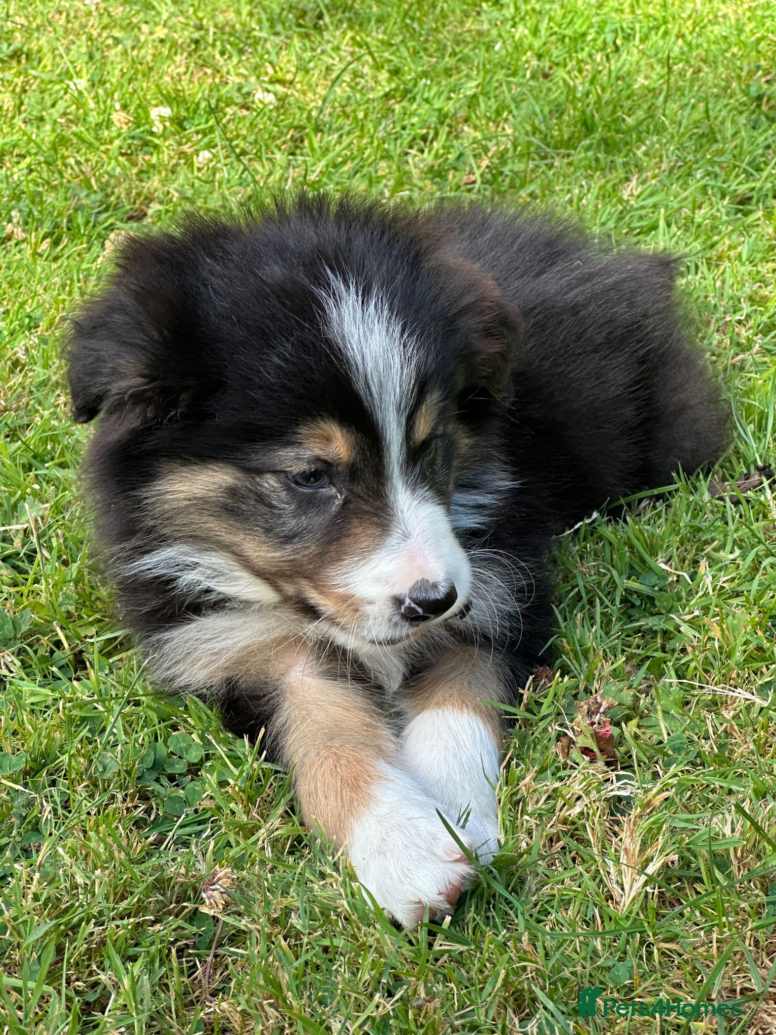 Border Collie dogs Stunning border collie pups  - Advert 2
