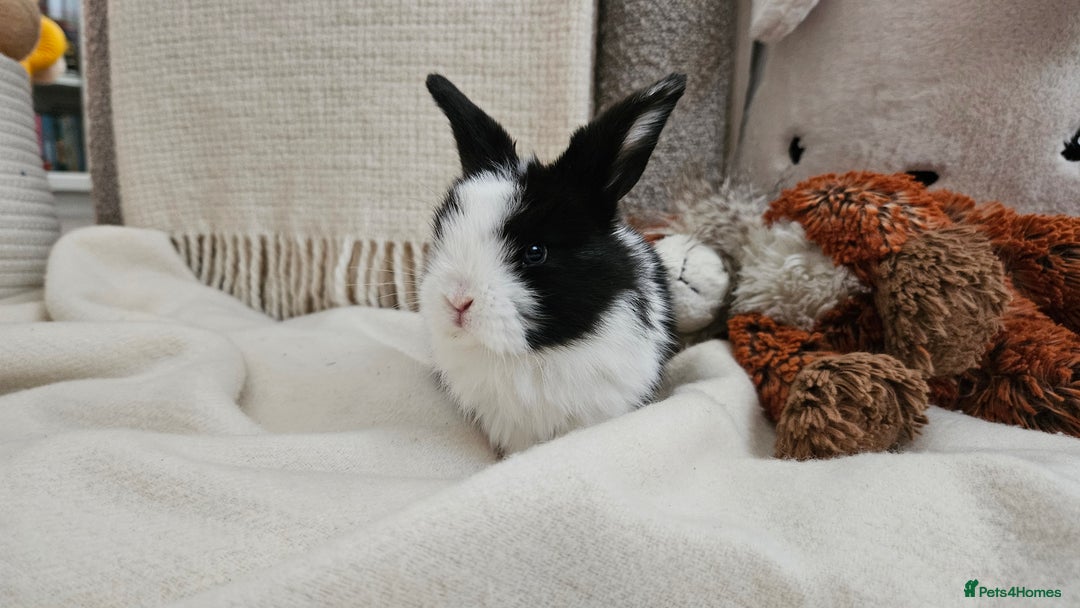 Mini Lop rabbits for sale: Adorable Baby Minilops Mixed - Image 3