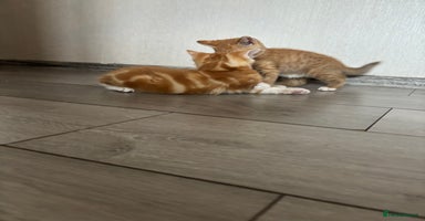 Mixed Breed cats - Advert 2
