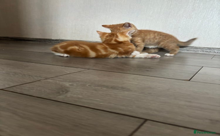 Mixed Breed cats - Advert 2