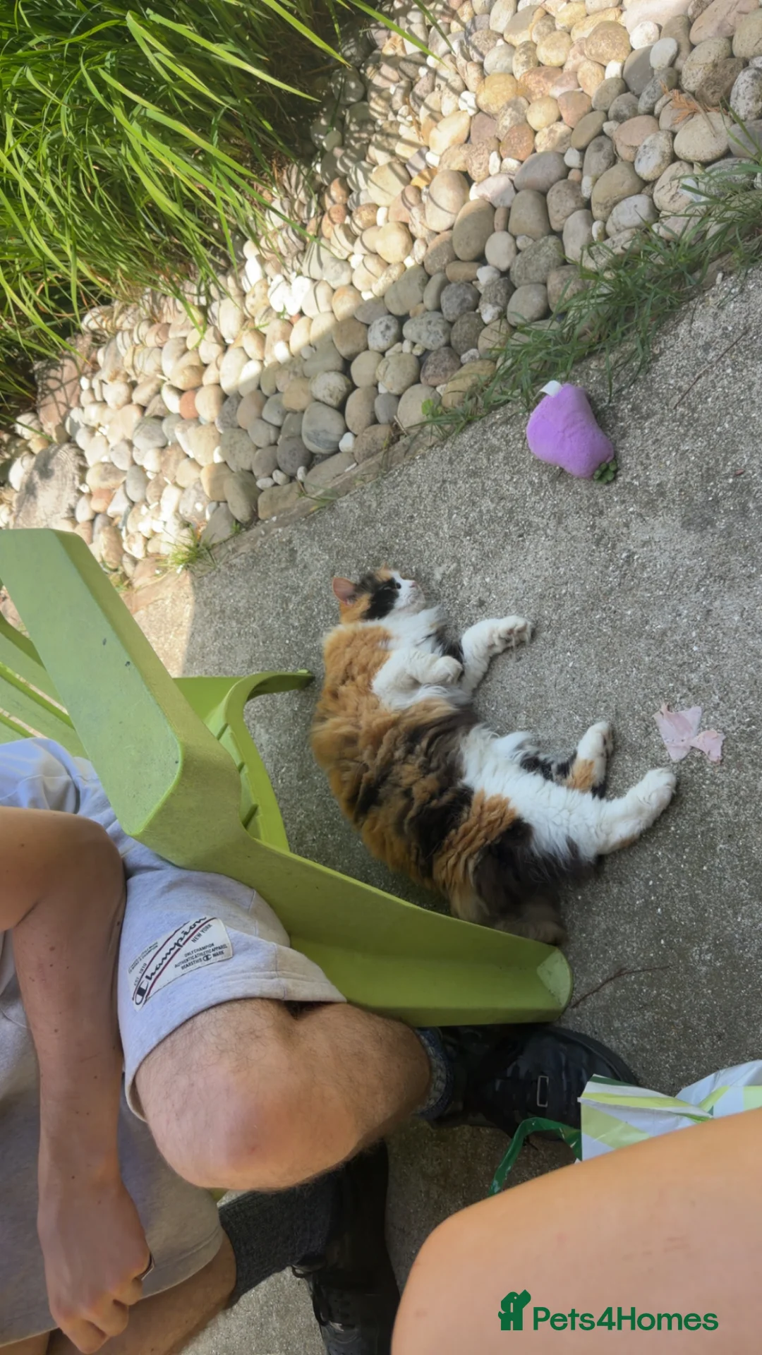 Mixed Breed cats for sale: 2 beautiful affectionate kittens ready to love u❣️ - Advert 2