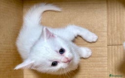 Scottish Fold cats for sale: Scottish fold & Scottish Straight for Sale  - Image 4