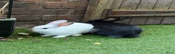 Mixed Breed rabbits for sale: beautiful fluffy rabbits in Salford - Advert 3