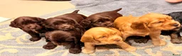 Cocker Spaniel dogs for sale: KC show cocker spaniel puppies Simbawood sire  - Advert 16
