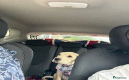 Mixed Breed dogs for sale: Delilah - Image 4
