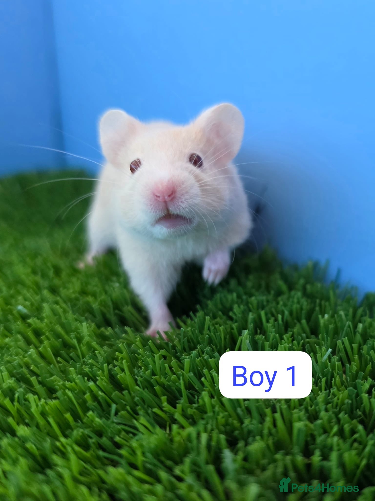 Hamster rodents Syrian Hamster Babies Males Females Pedigree - Advert 2