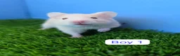Hamster rodents for sale: Syrian Hamster Babies Males Females Pedigree - Advert 2