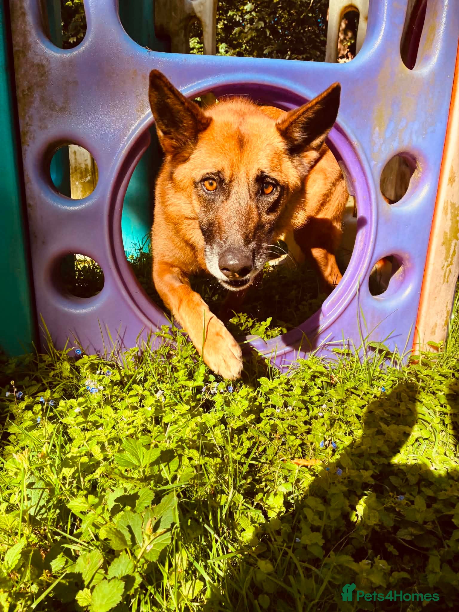 Mixed Breed dogs Majestic Zorro 4 years old  - Advert 1