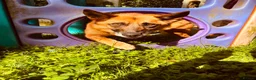Mixed Breed dogs for adoption: Majestic Zorro 4 years old  in Stockport - Advert 1