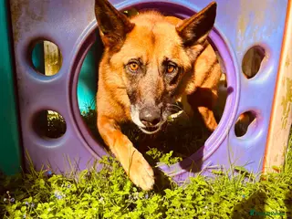 Mixed Breed dogs Majestic Zorro 4 years old - Advert 1
