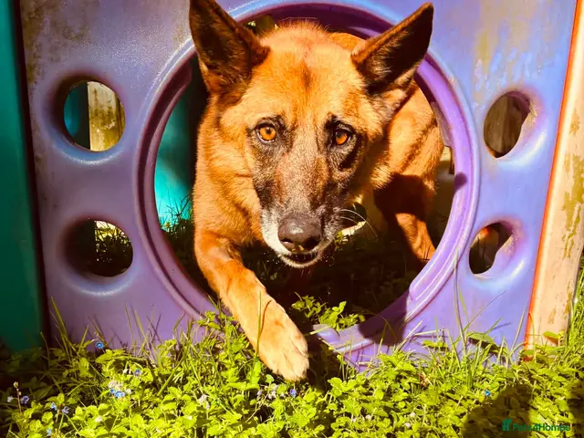 Mixed Breed dogs Majestic Zorro 4 years old - Advert 13
