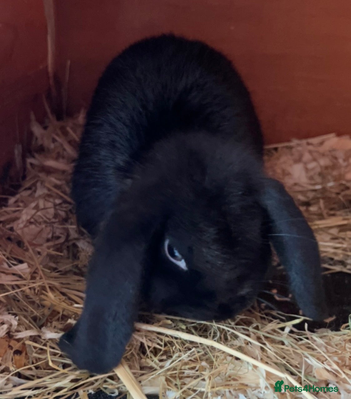 Mini Lop rabbits Mini lop rabbit ready now! 27th December - Advert 5