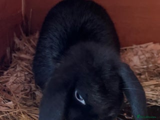 Mini Lop rabbits Mini lop rabbit ready now! 27th December - Advert 5