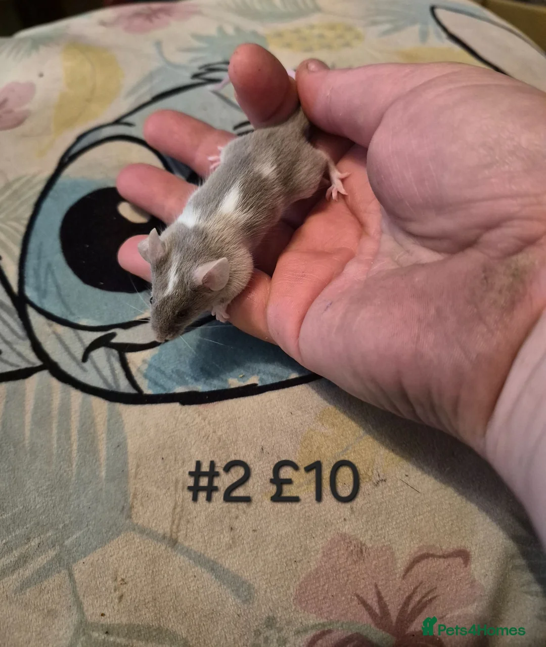 Mouse rodents for sale: 6 Cute Male Baby Fancy Mice - Advert 2