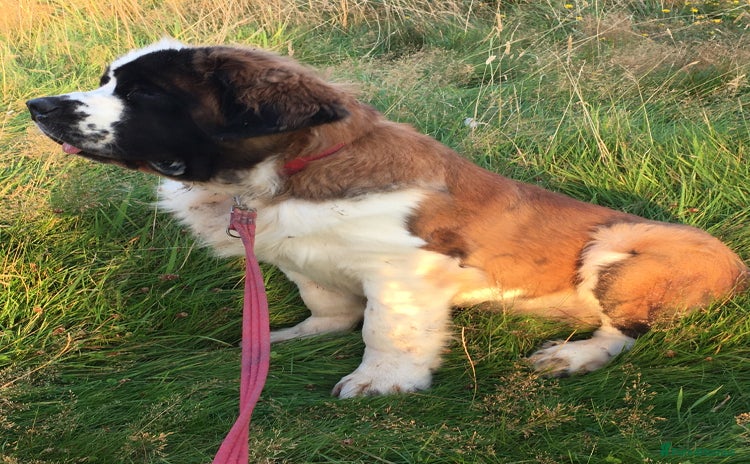 Saint Bernard dogs - Advert 2