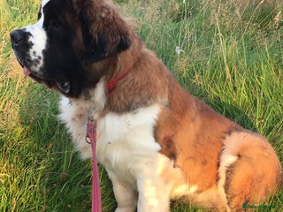 Saint Bernard dogs - Advert 7