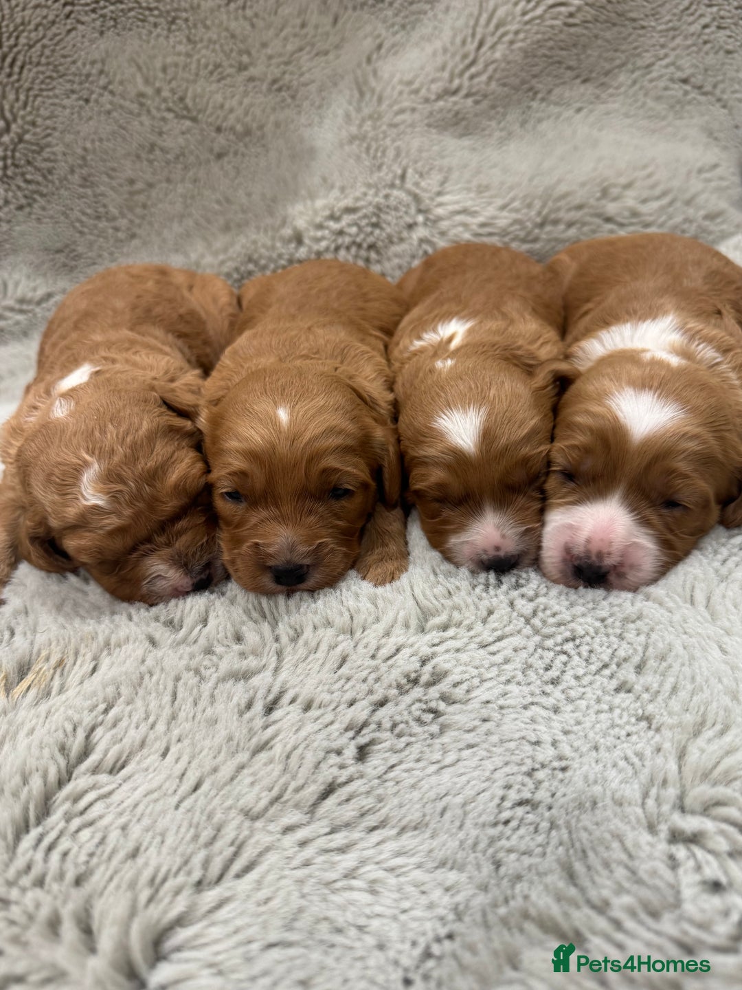 Cavapoo dogs for sale: Gorgeous health tested cavapoo puppies  - Advert 1