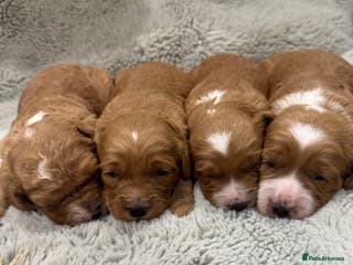 Cavapoo dogs Gorgeous health tested cavapoo puppies - Advert 1