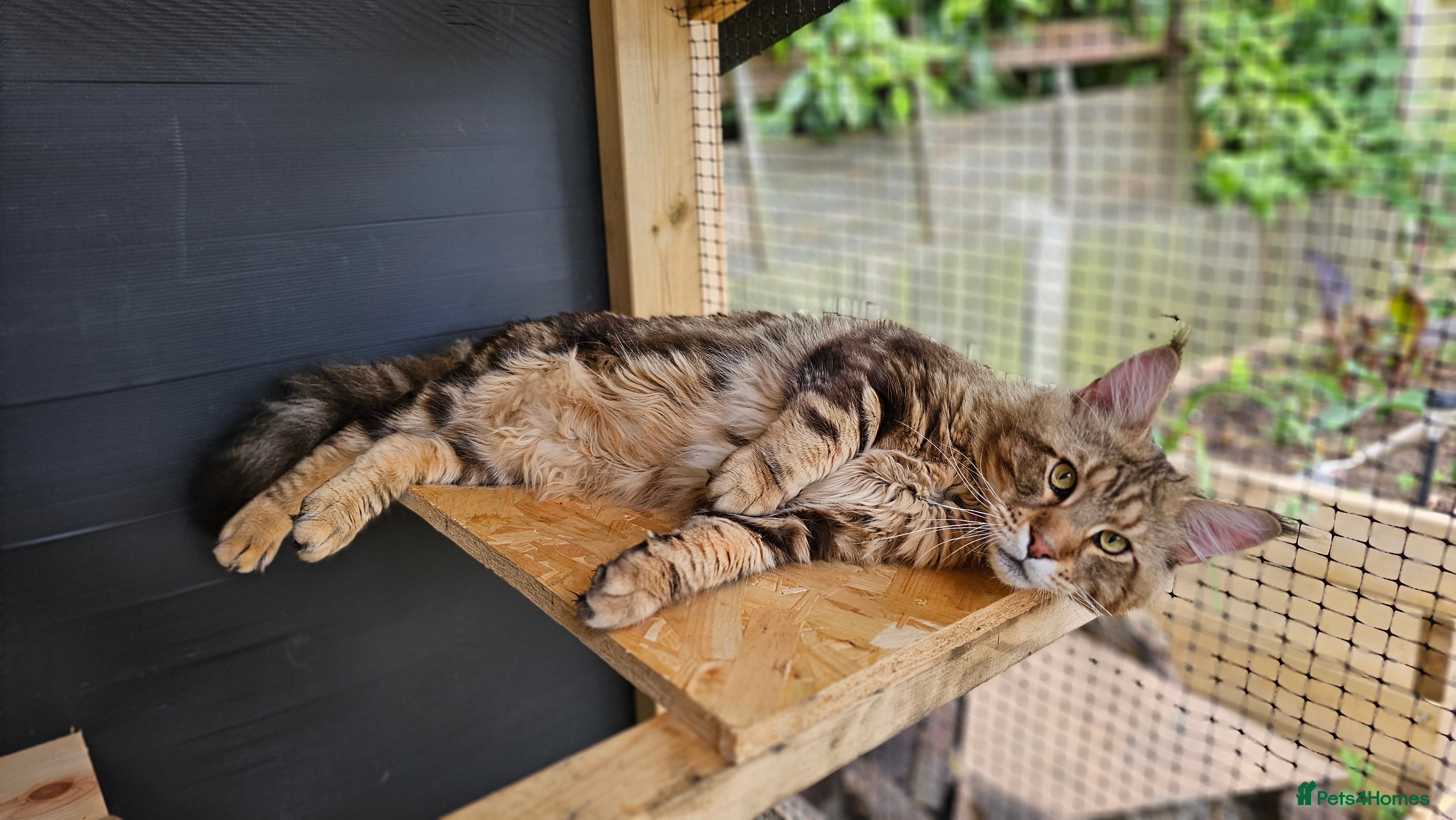 Maine Coon cats Proven Maine Coon Tulio for stud - Advert 5