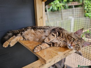 Maine Coon cats - Advert 13