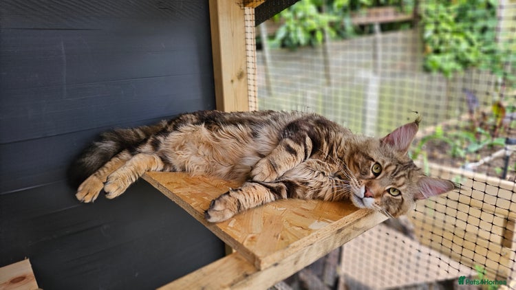 Maine Coon cats Proven Maine Coon Tulio for stud - Advert 9