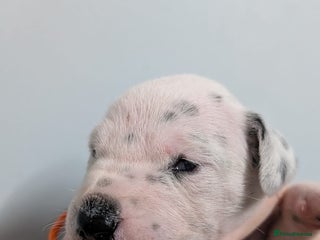 Dalmatian dogs - Advert 23