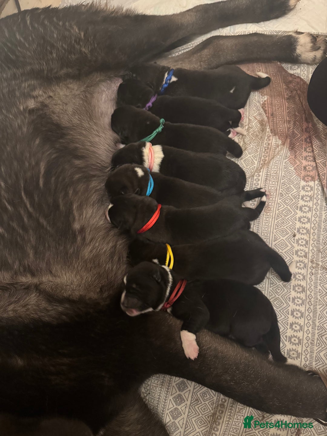 Akita dogs for sale: Black Mask American Akita Puppies - Advert 8