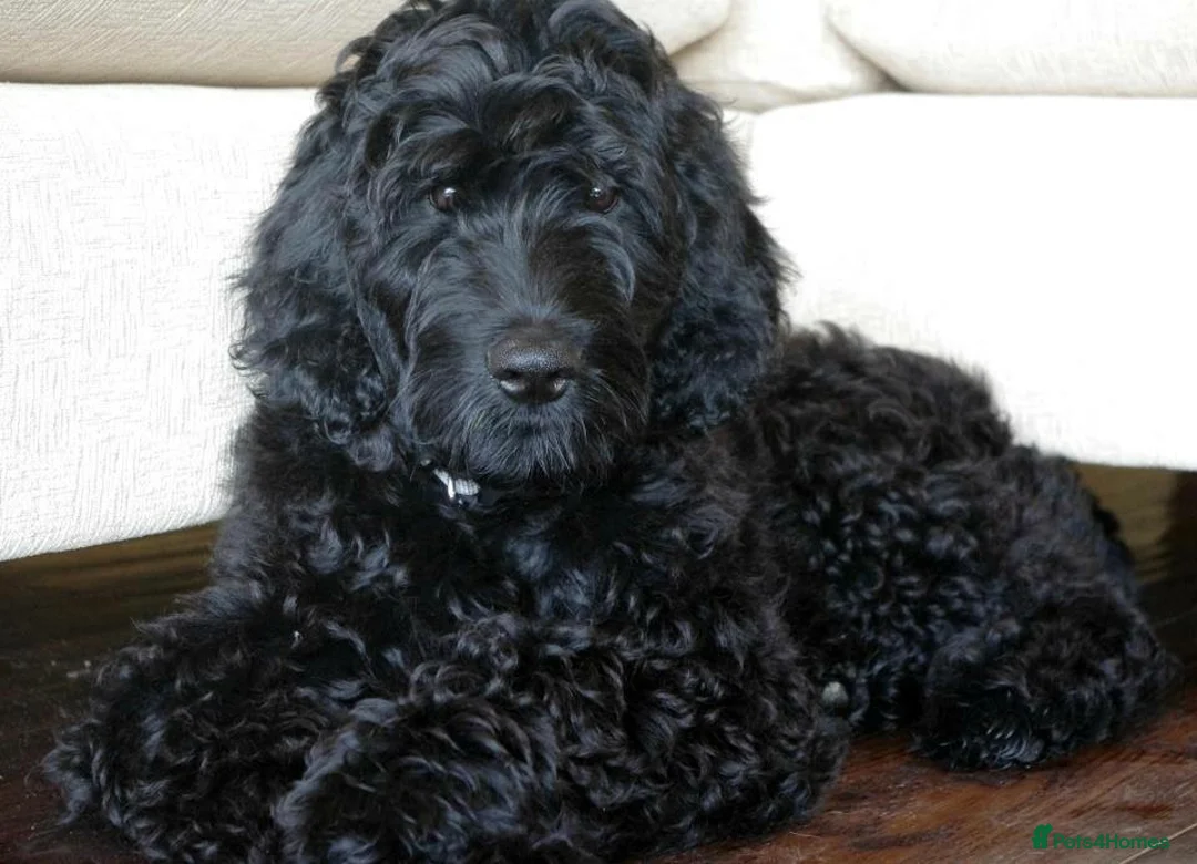 Mixed Breed dogs for sale: Fantastic Floodles! Fun, loyal and loving dogs  - Advert 3