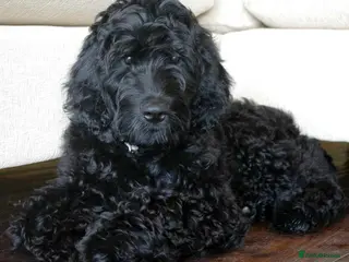 Mixed Breed dogs Fantastic Floodles! Fun, loyal and loving dogs - Advert 4