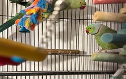 Ringnecks birds for sale: GREEN RINGNECKS PAIRS - Image 7