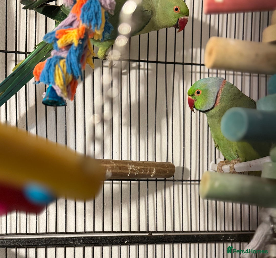 Ringnecks birds for sale: GREEN RINGNECKS PAIRS - Image 7