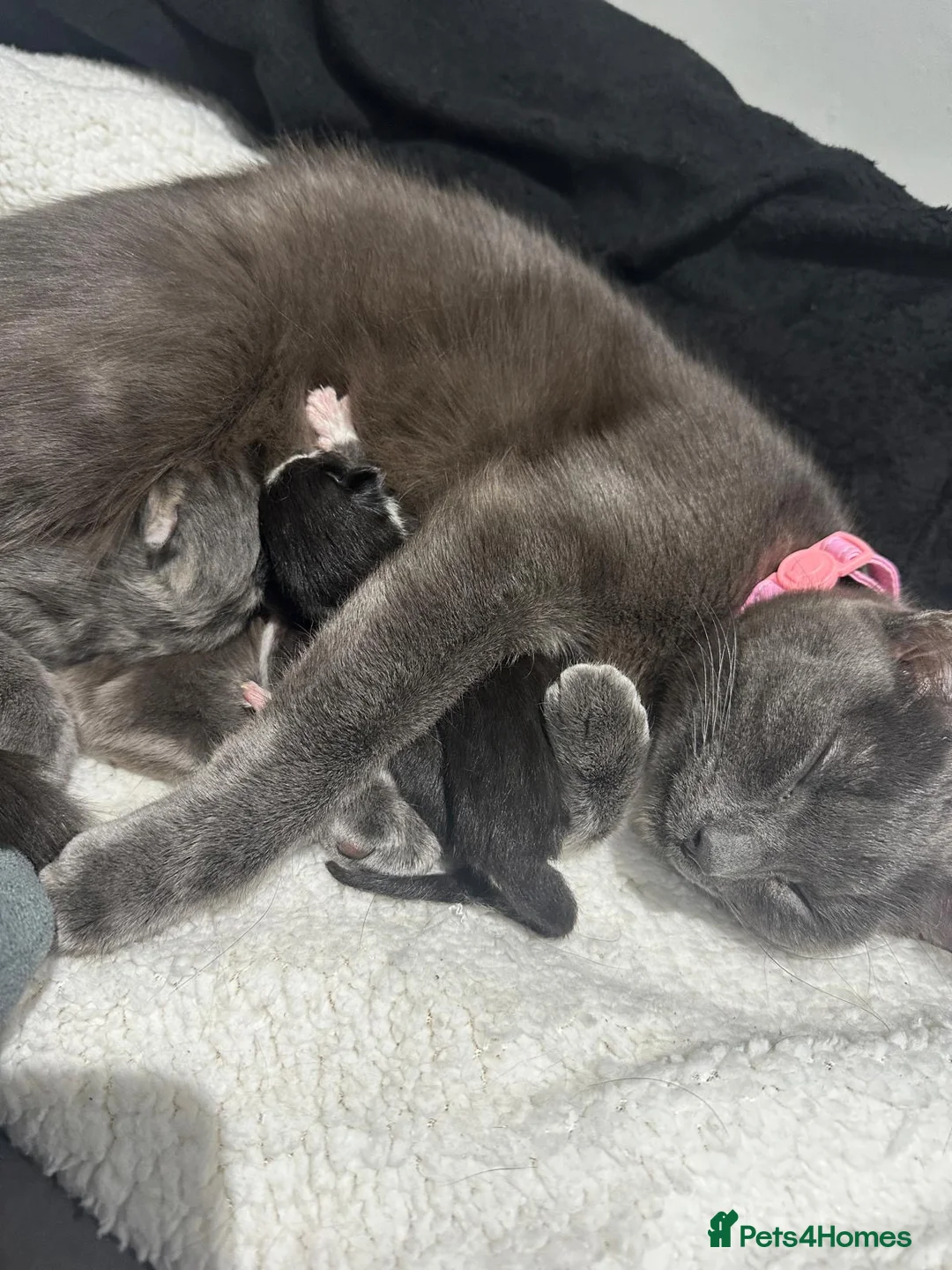 Mixed Breed cats for sale: 2 Beautiful girls  - Advert 3