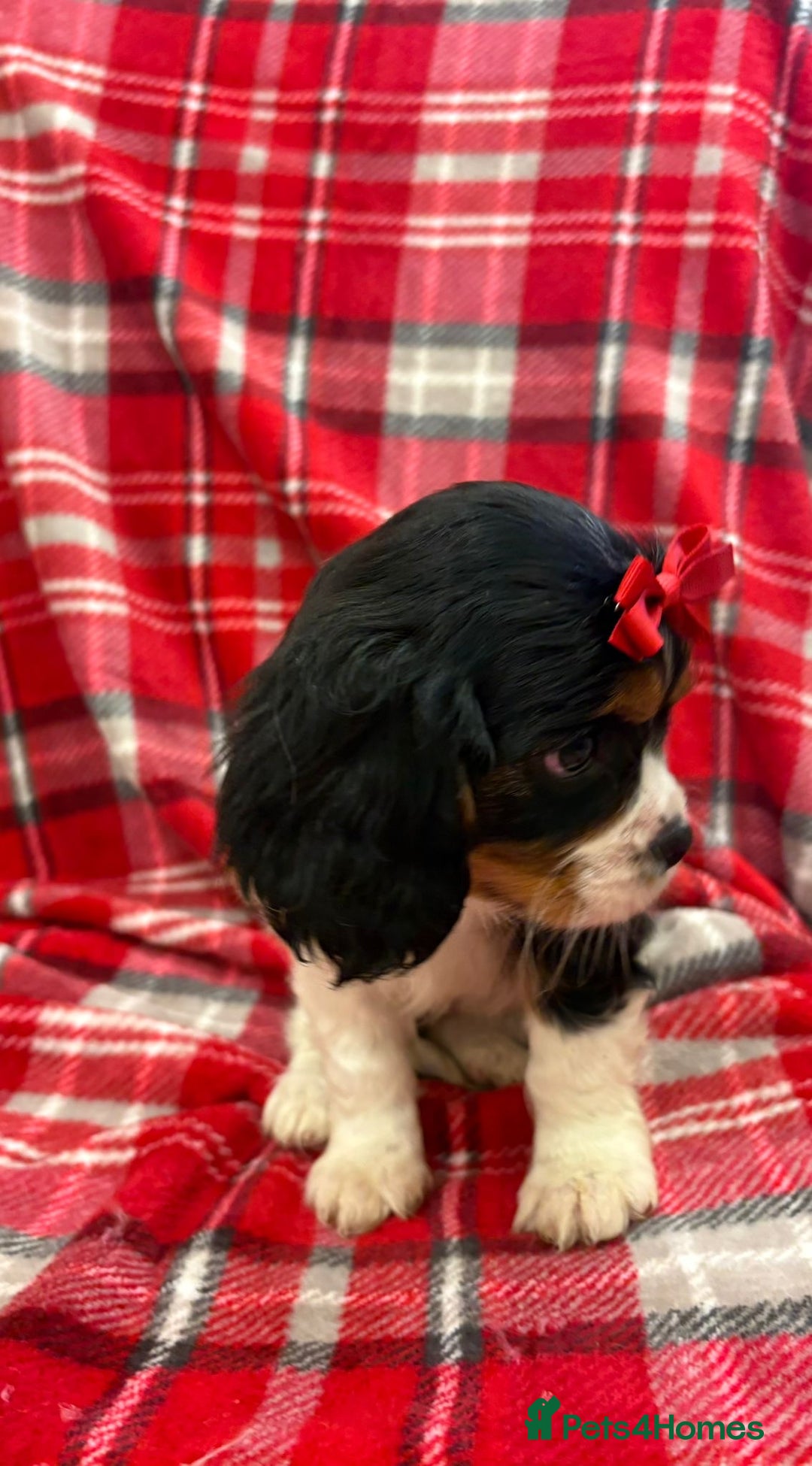 Cavalier King Charles Spaniel dogs for sale: Beautiful Cavalier King Charles babies ❤️ - Advert 31