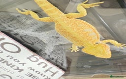 Bearded Dragon reptiles for sale: 🔥SALE🔥LAST 4 Baby Bearded Dragons ### £140 ##  - Image 7