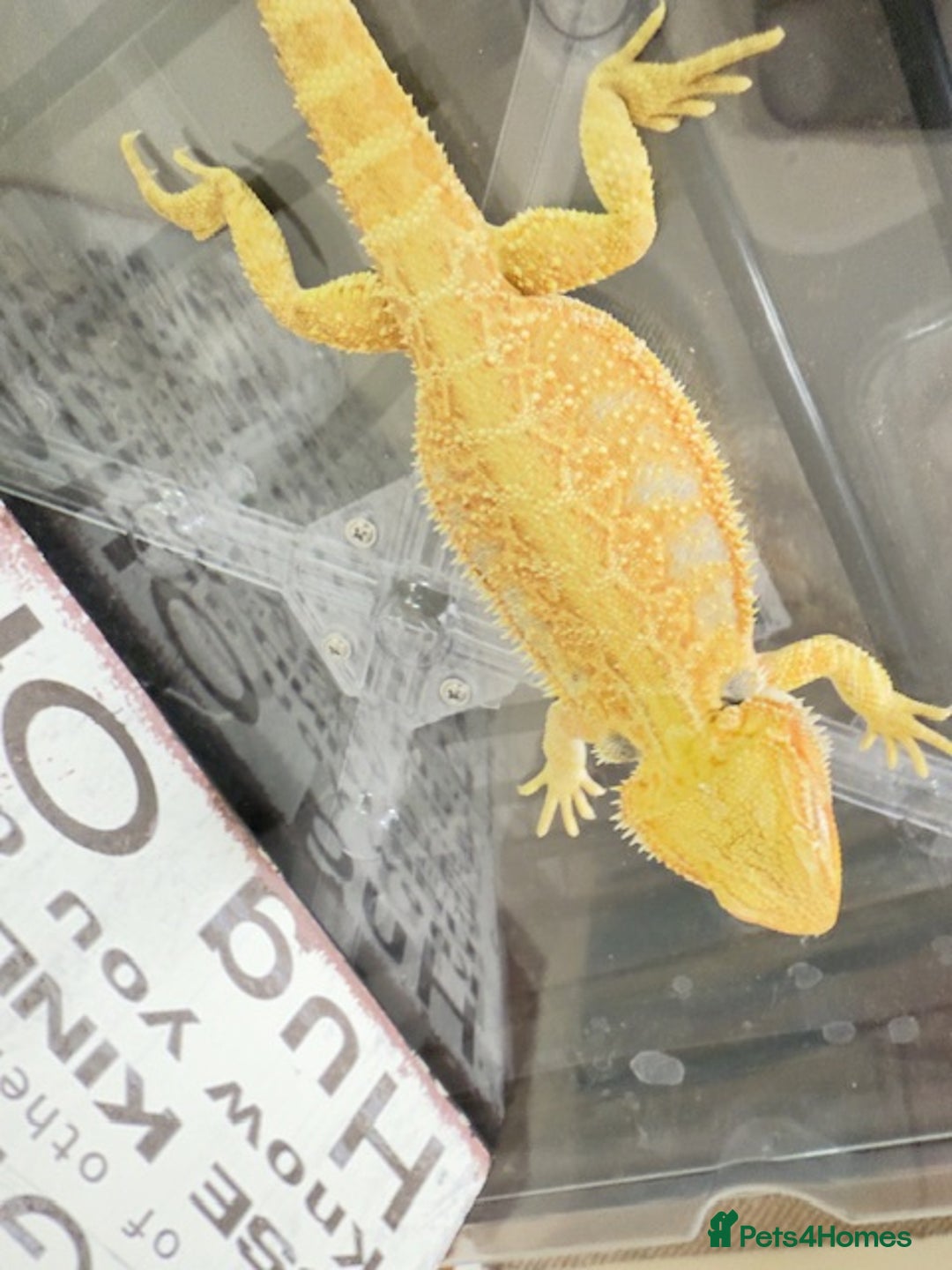 Bearded Dragon reptiles for sale: 🔥SALE🔥LAST 4 Baby Bearded Dragons ### £140 ##  - Image 7
