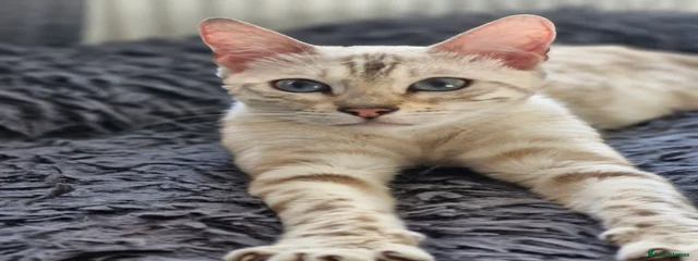 Sheeba