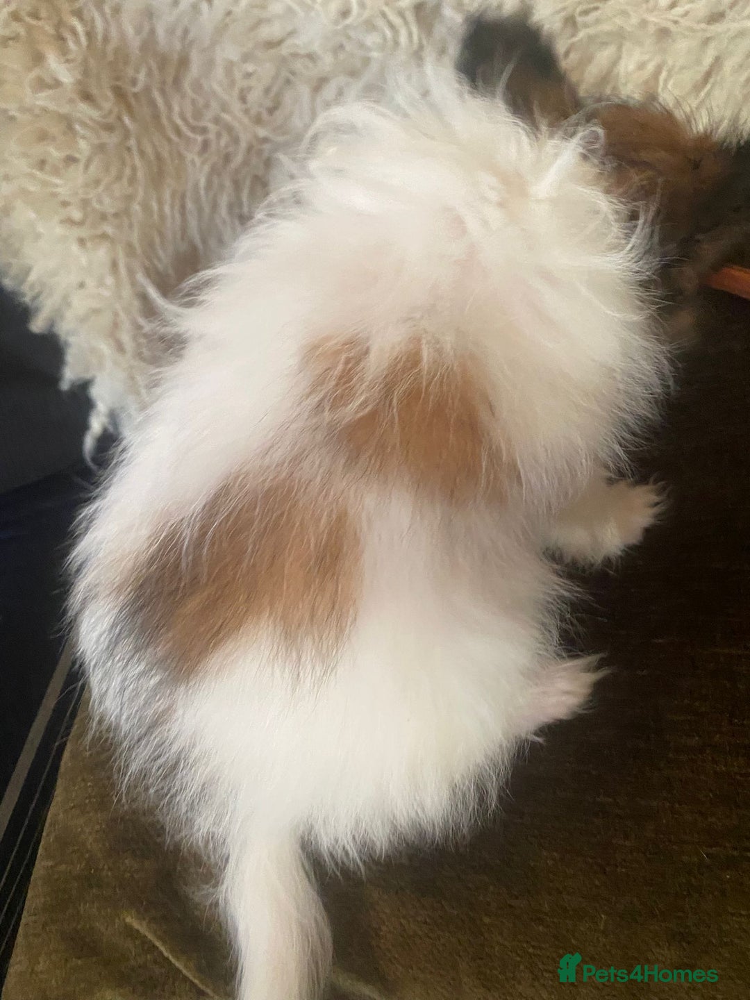 Papillon dogs for sale: Kennel Club registered Papillons - Advert 10