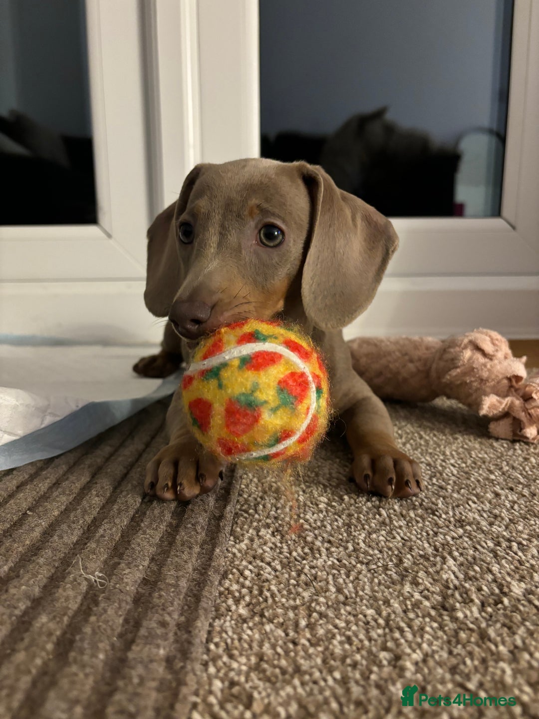 Miniature Dachshund dogs for sale: Isabella miniature dachshund  - Advert 3